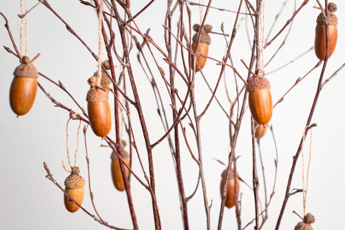 Acorn tree - Image 9