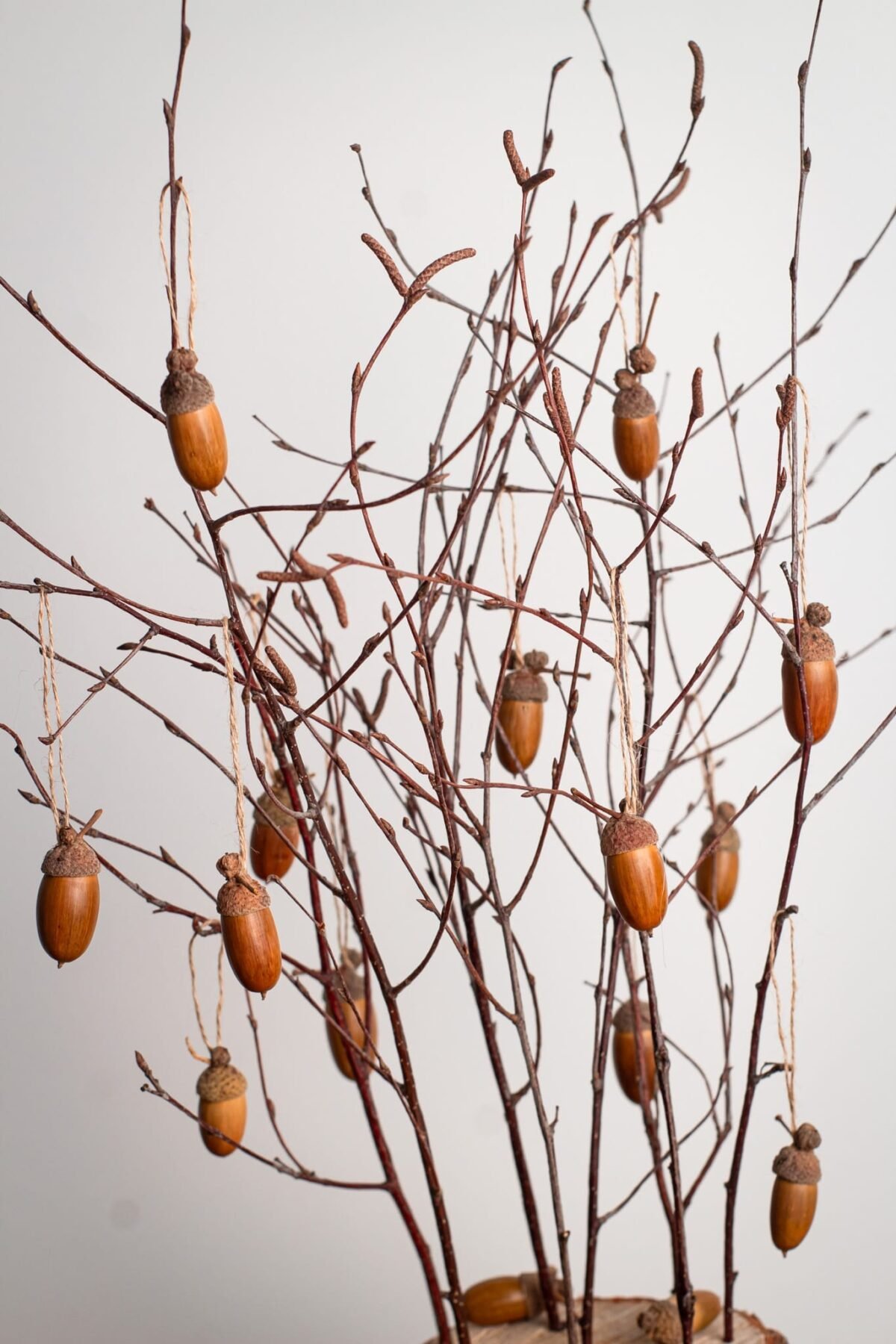 Acorn tree - Image 8