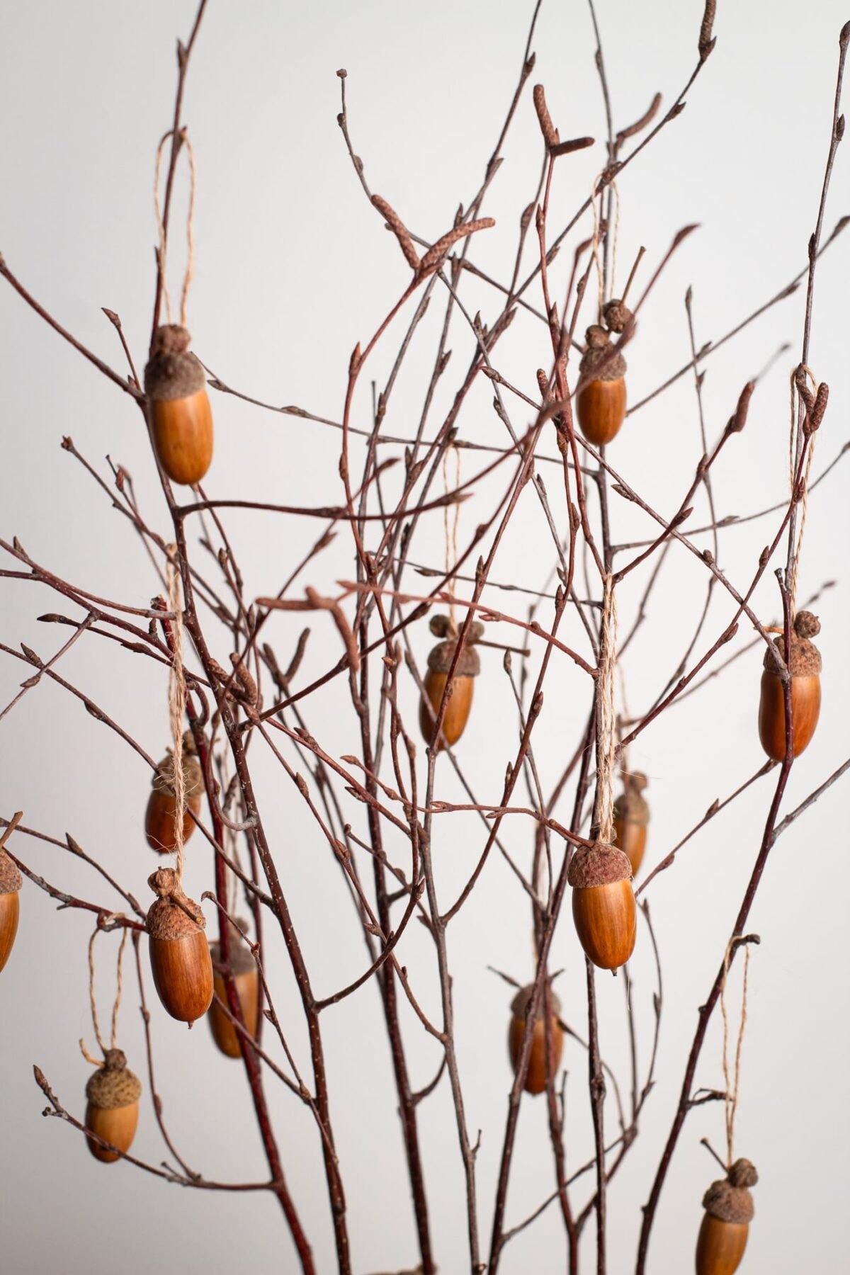 Acorn tree - Image 7