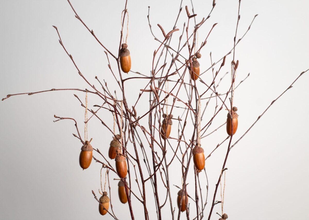 Acorn tree - Image 6