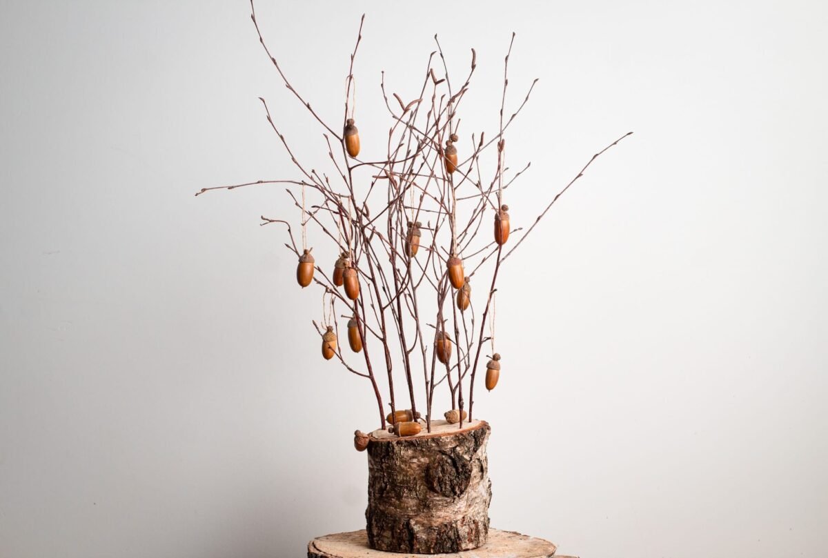 Acorn tree