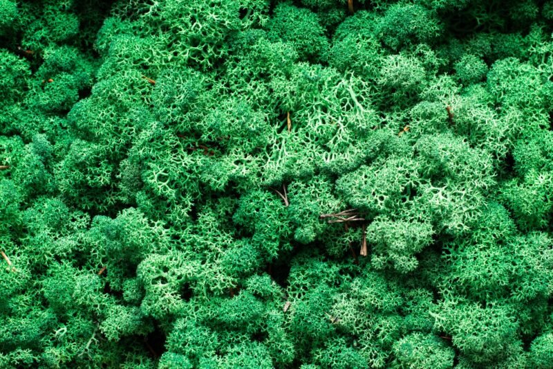 Natural preserved green reindeer moss - Image 2