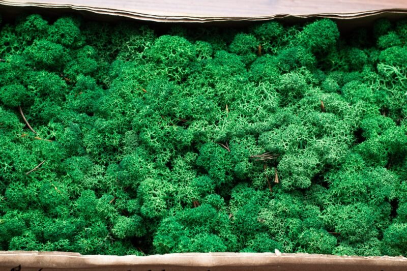 Natural preserved green reindeer moss - Image 3