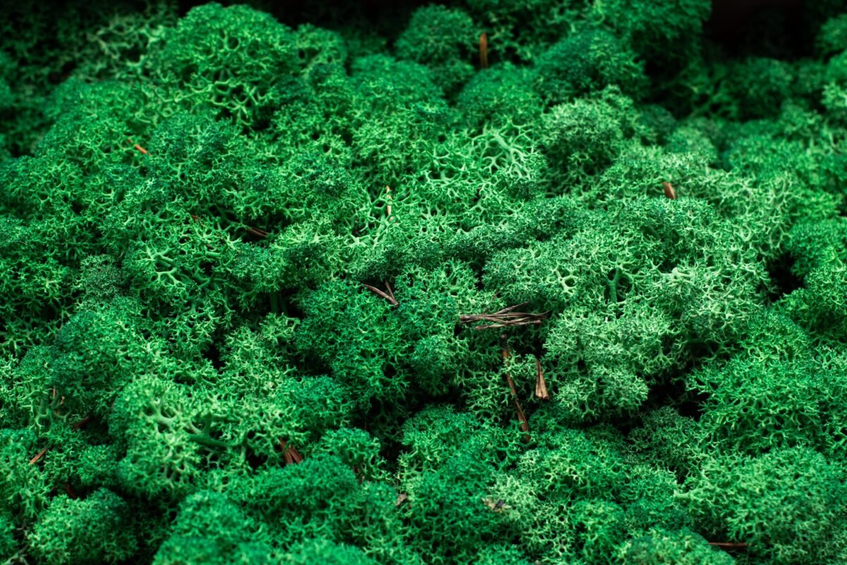 Natural moss wreath - Image 12
