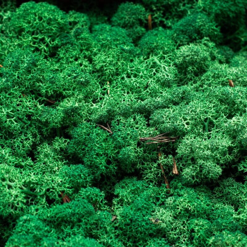 Natural preserved green reindeer moss