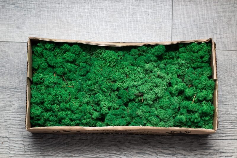 Natural preserved green reindeer moss - Image 5