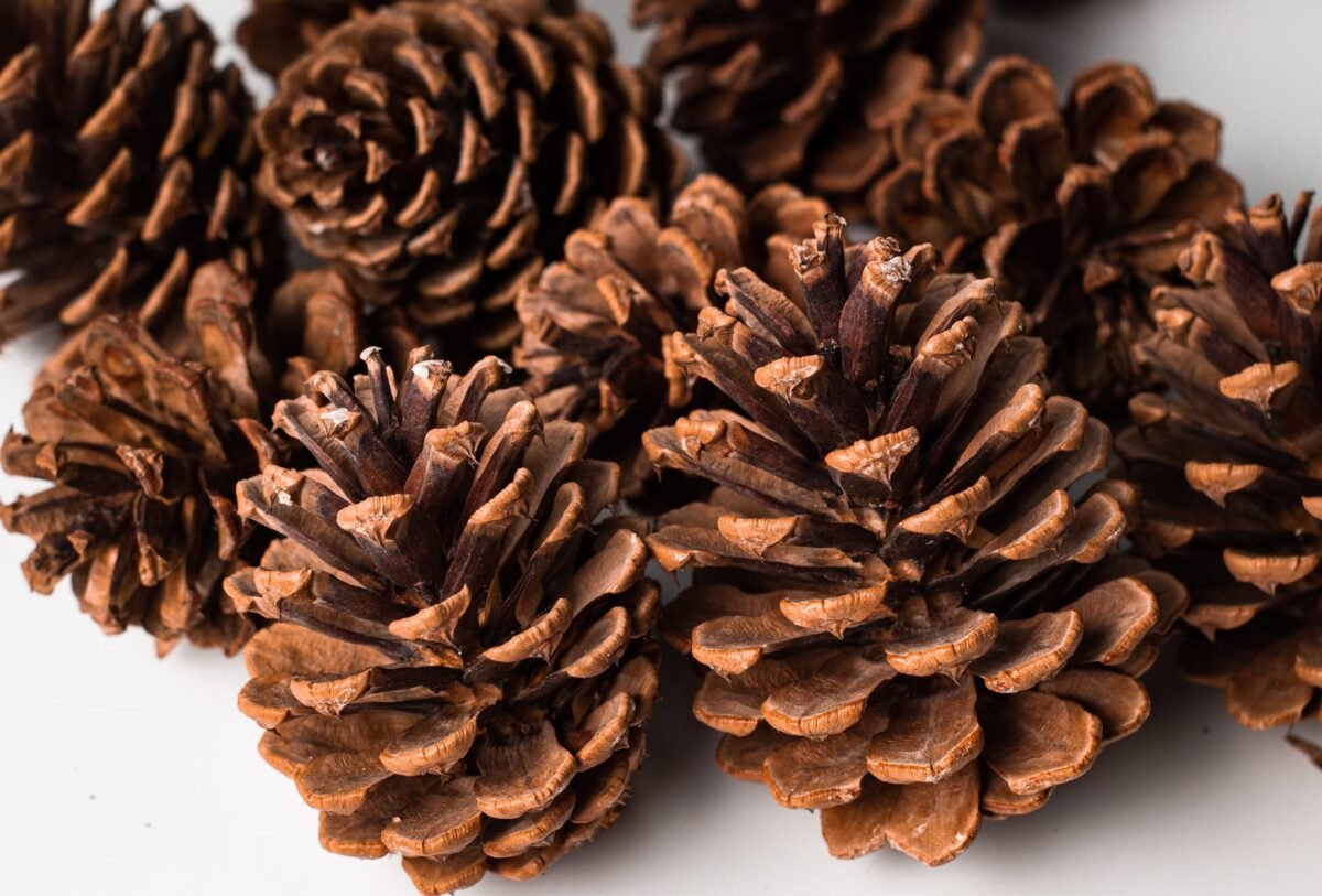 Large cedar pinecones - Image 2