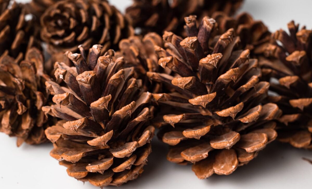 Large cedar pinecones - Image 3