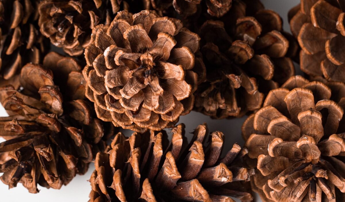 Large cedar pinecones
