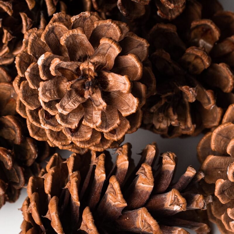 Large cedar pinecones