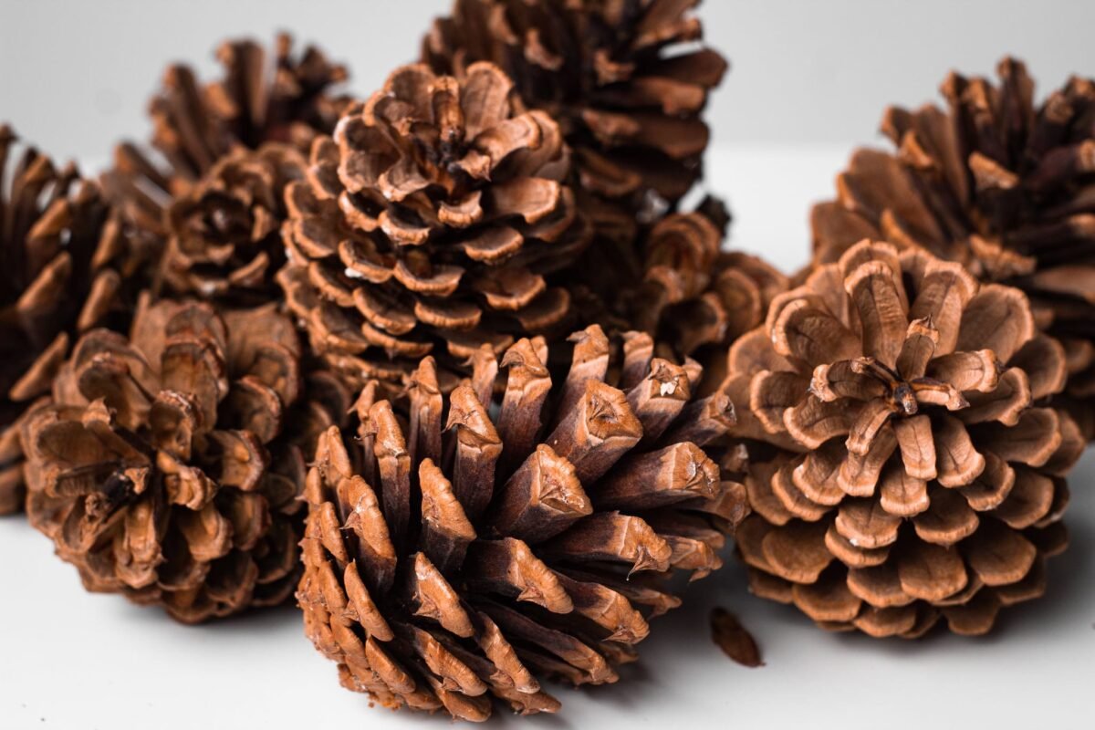 Large cedar pinecones - Image 6