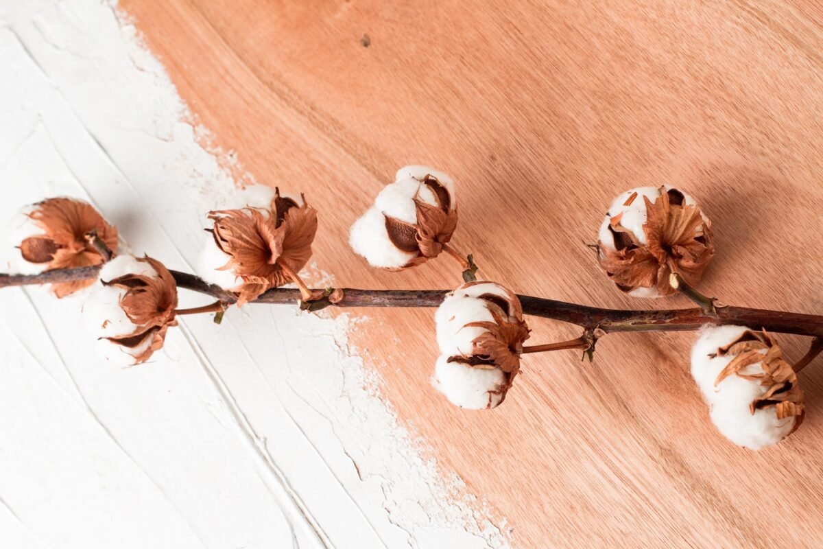 Dried cotton branch - Image 5