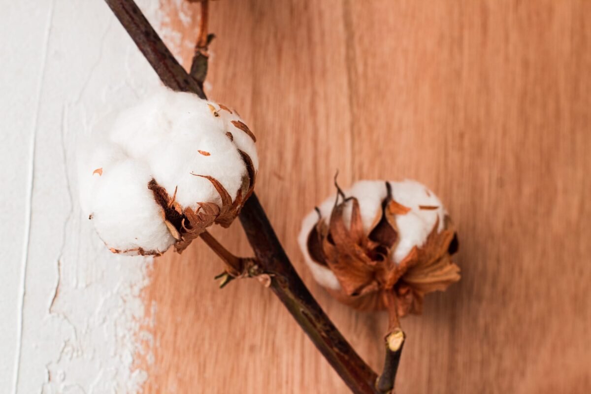 Dried cotton branch - Image 2