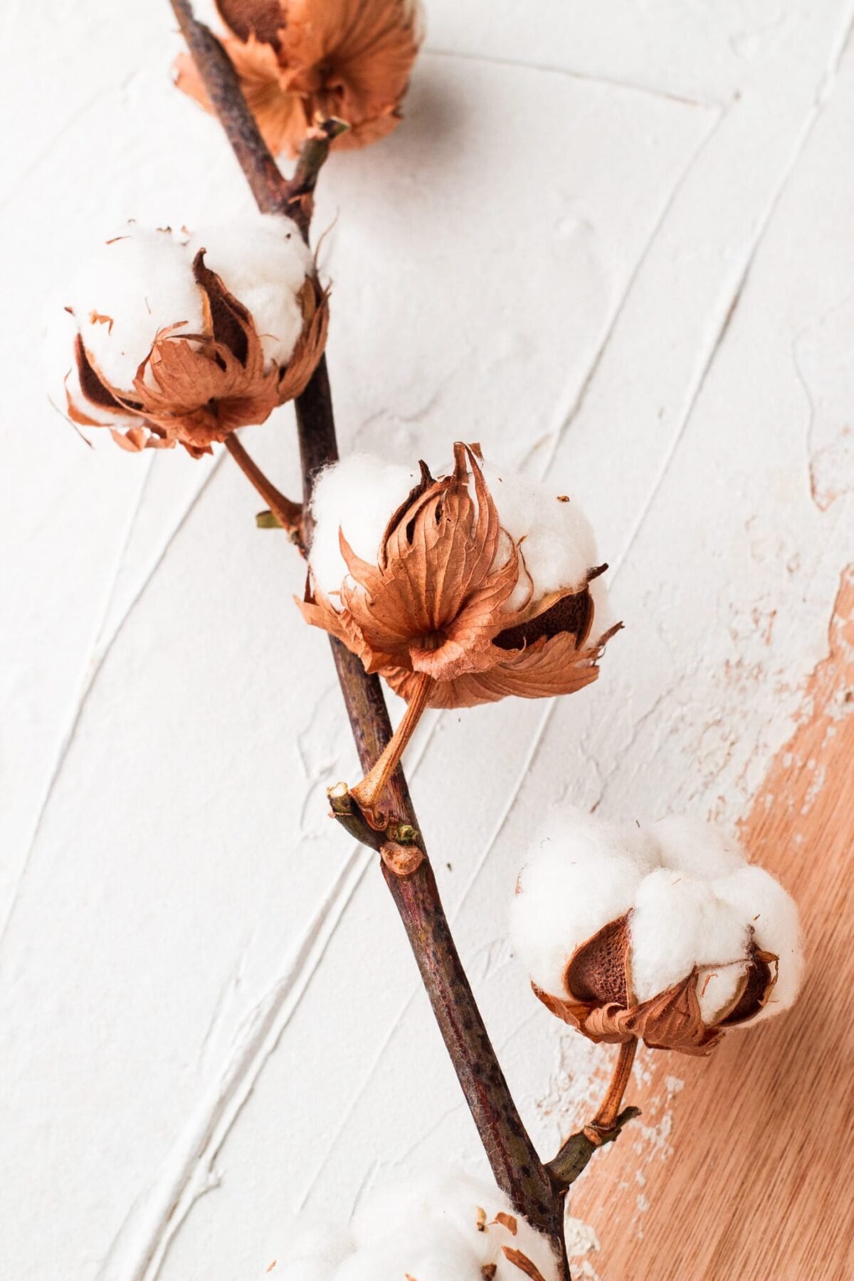 Dried cotton branch - Image 3