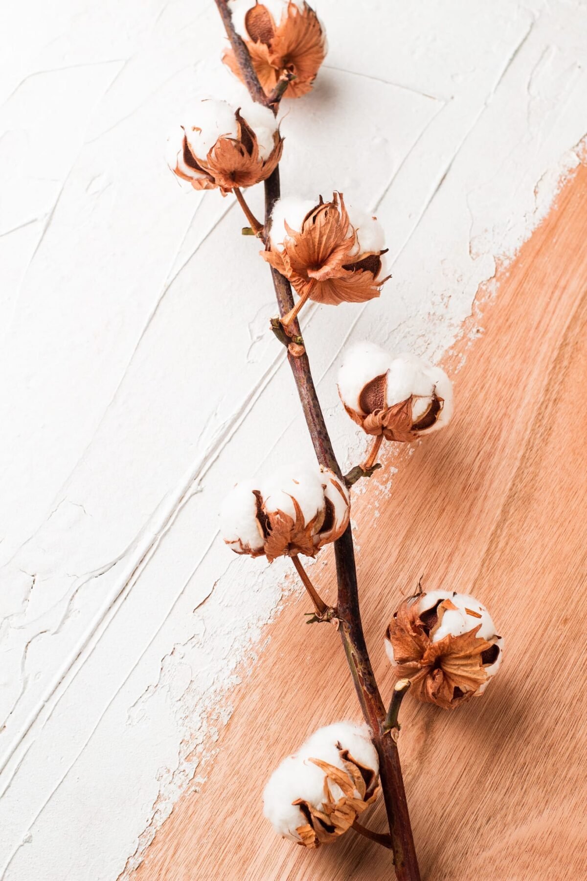 Dried cotton branch
