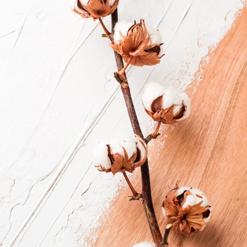 Dried cotton branch