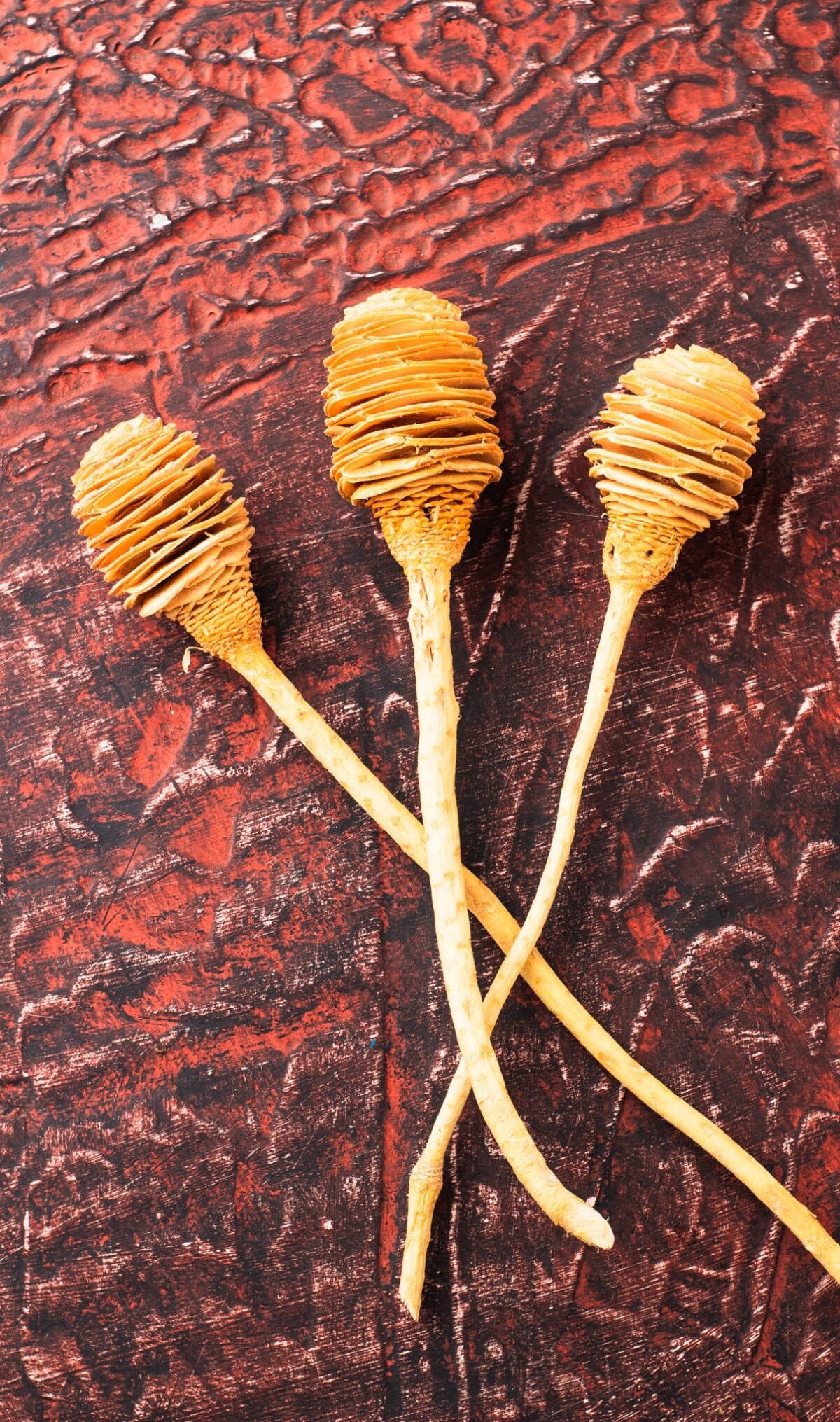 Dried African helical flowers - Image 3