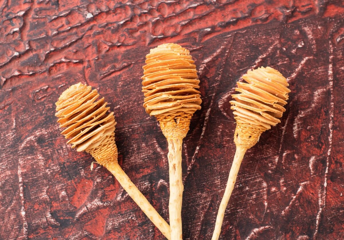 Dried African helical flowers