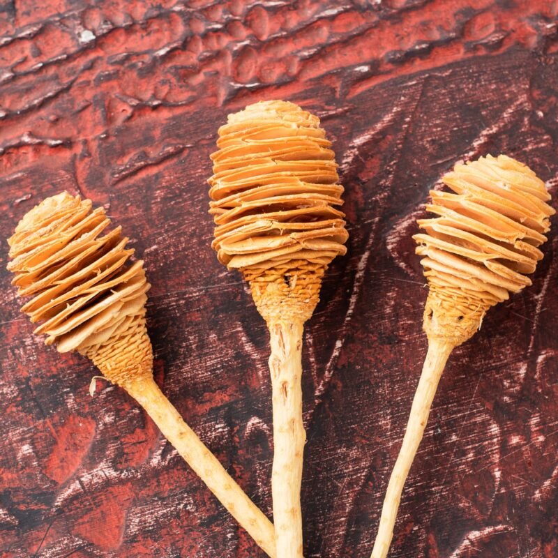 Dried African helical flowers