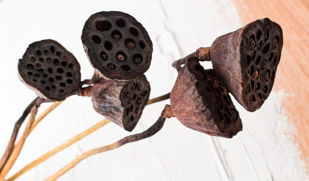 Dried lotus flowers - Image 2