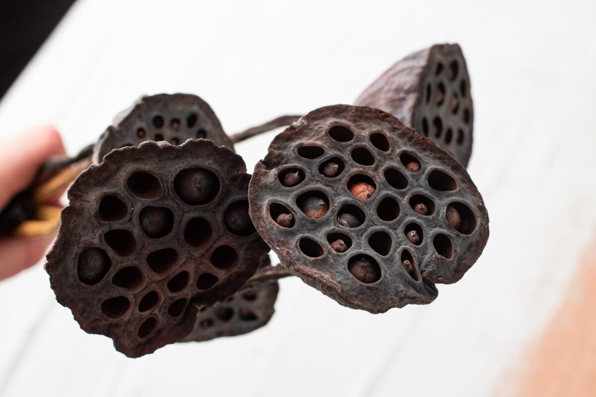 Dried lotus flowers - Image 3