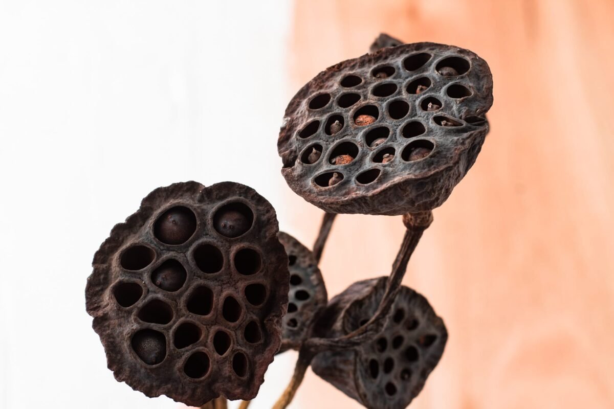 Dried lotus flowers - Image 4