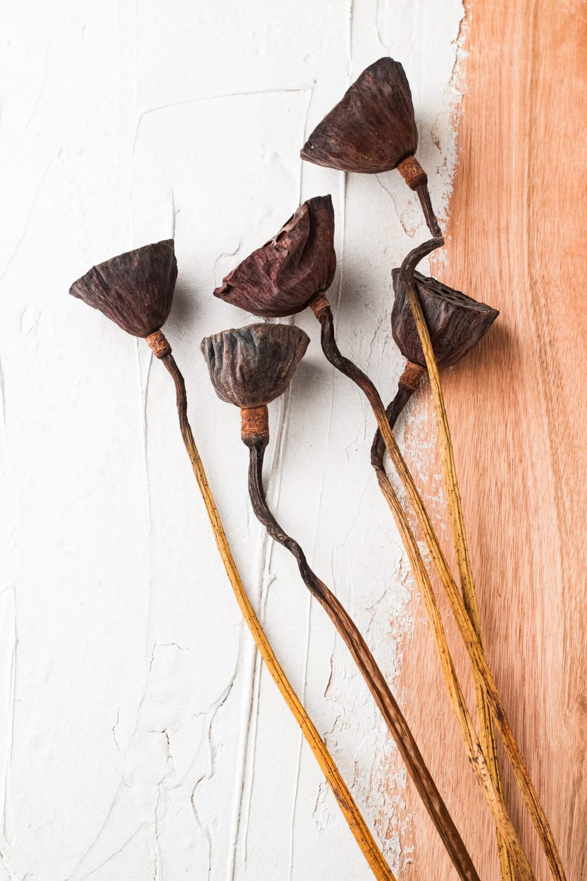 Dried lotus flowers - Image 5