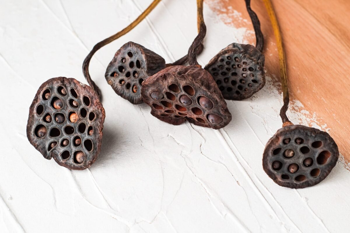Dried lotus flowers - Image 6