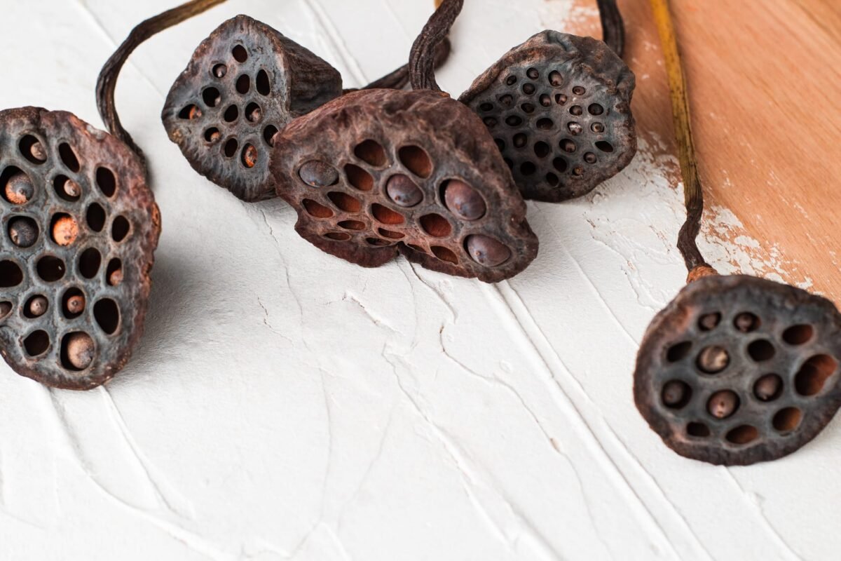 Dried lotus flowers - Image 7