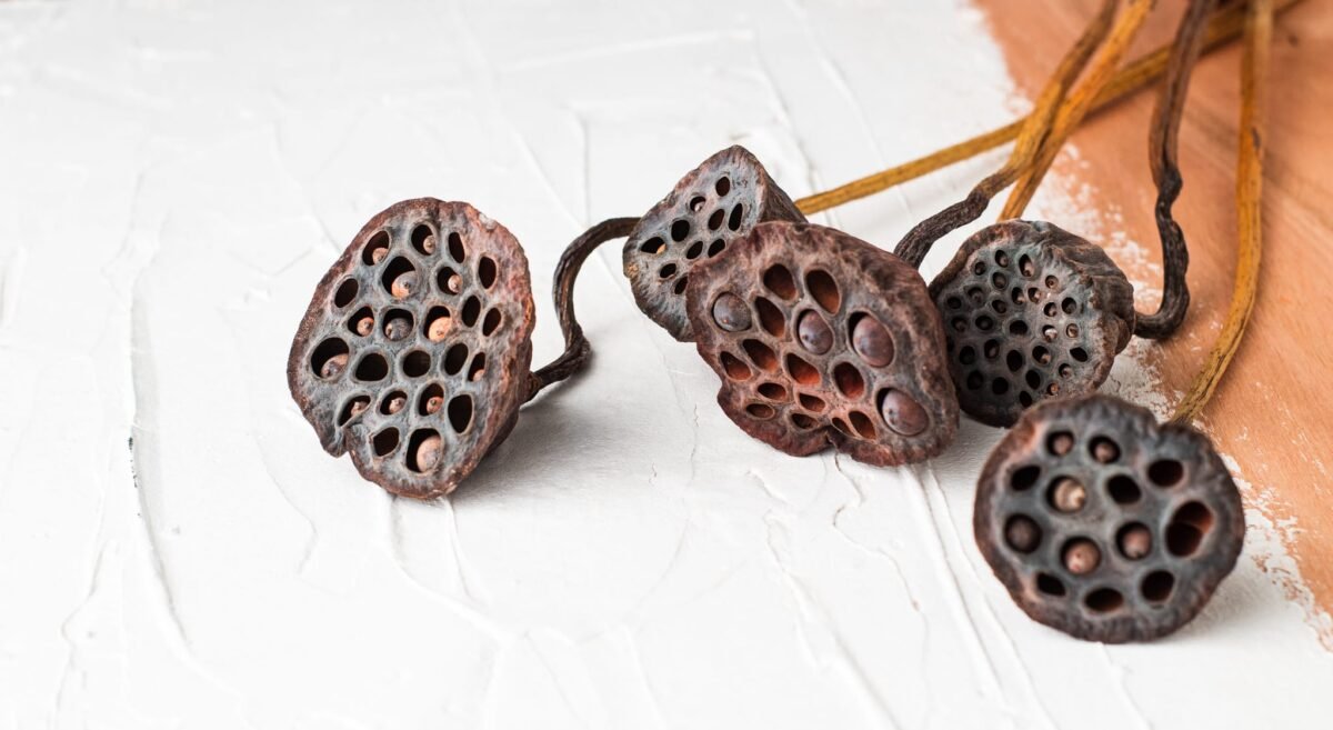 Dried lotus flowers
