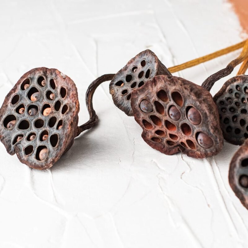 Dried lotus flowers