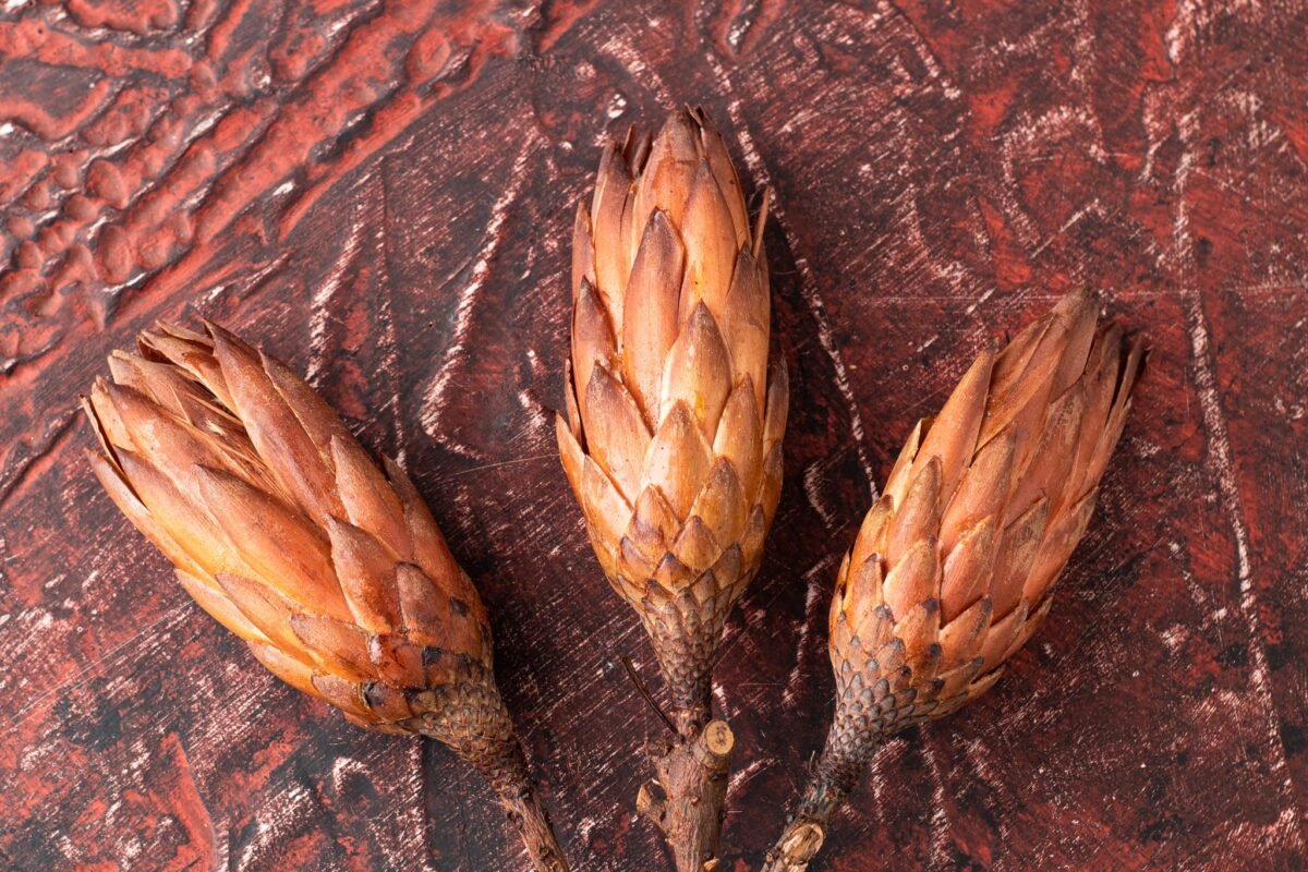 Dried protea flowers - Image 2