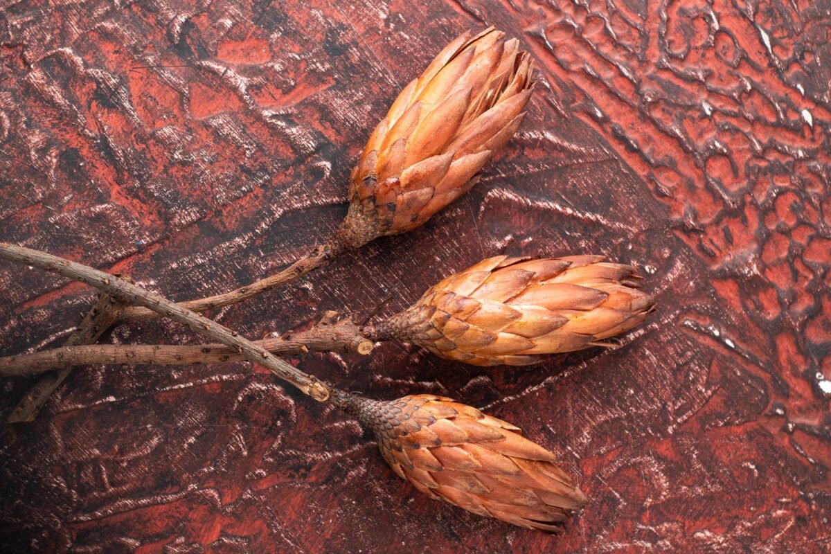 Dried protea flowers