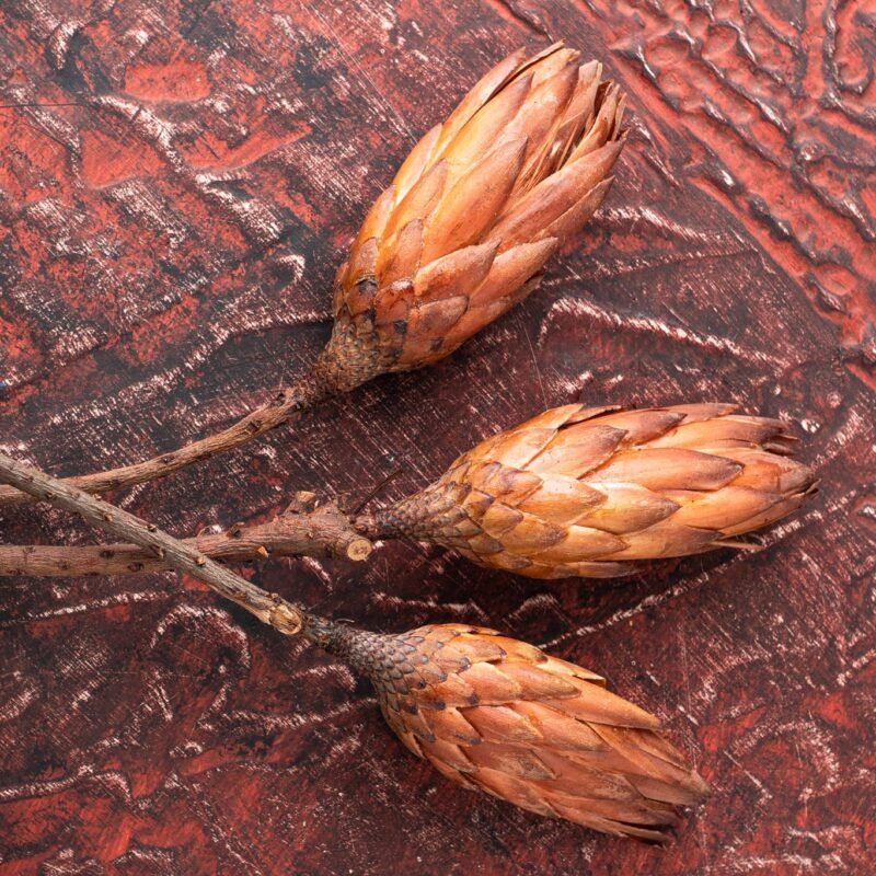 Dried protea flowers