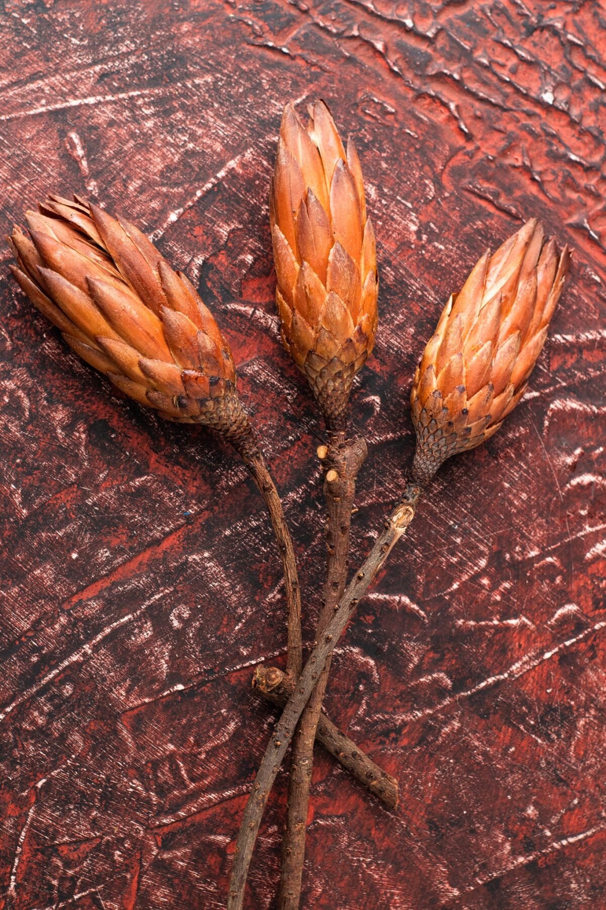 Dried protea flowers - Image 4