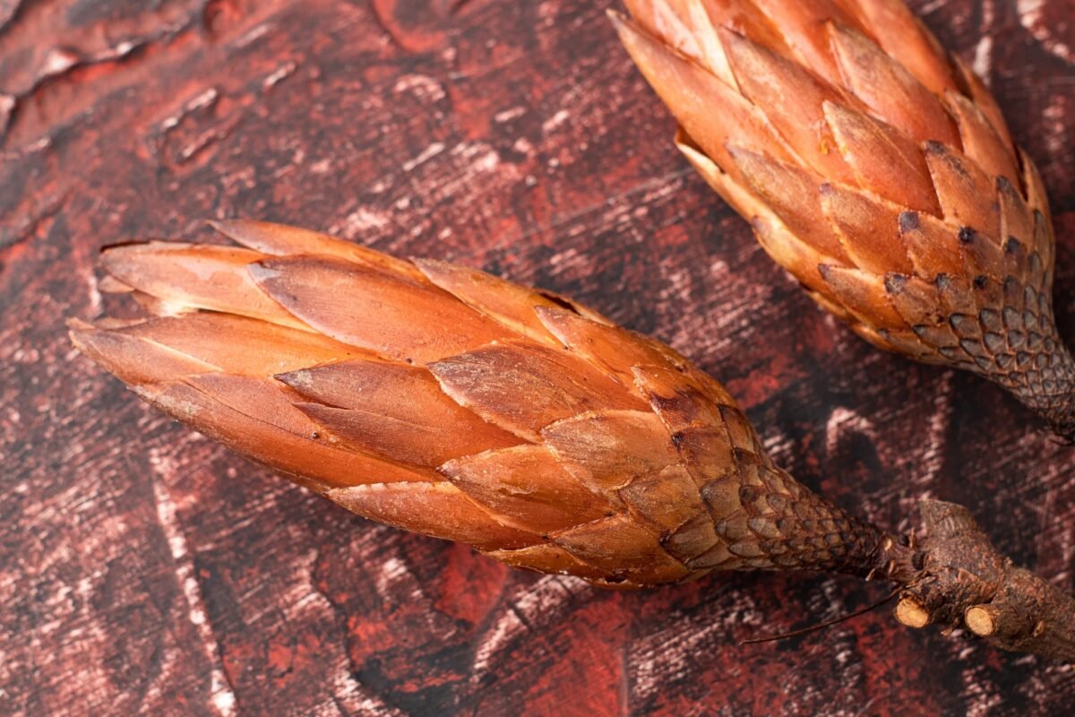 Dried protea flowers - Image 5