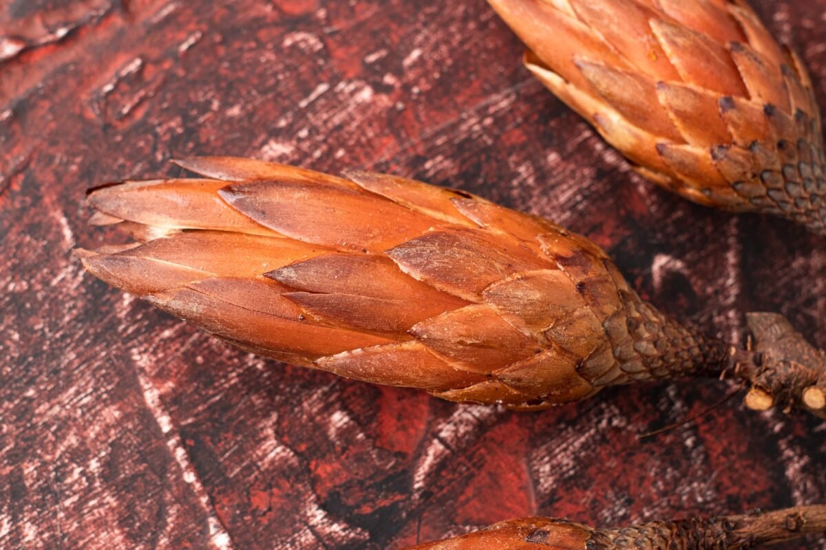 Dried protea flowers - Image 6