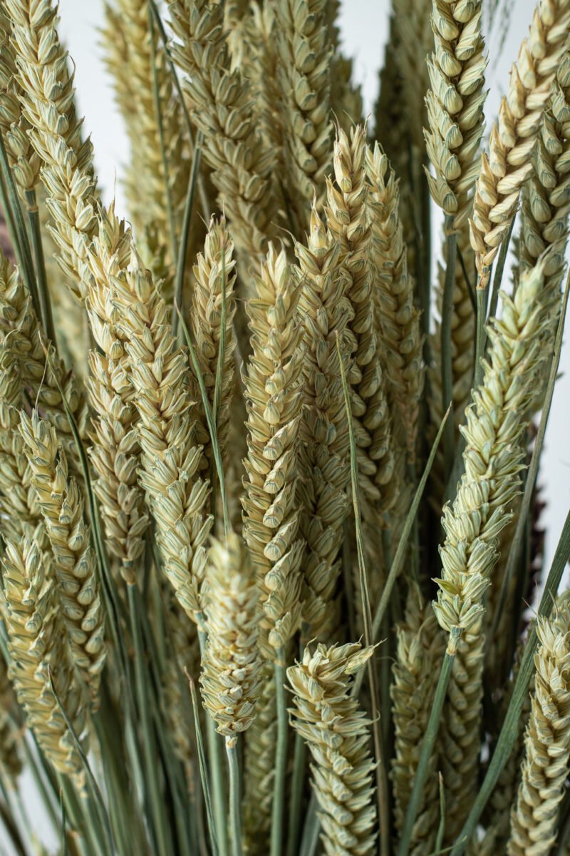 Natural wheat stems