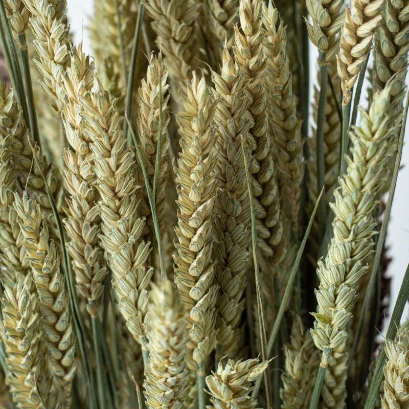 Natural wheat stems