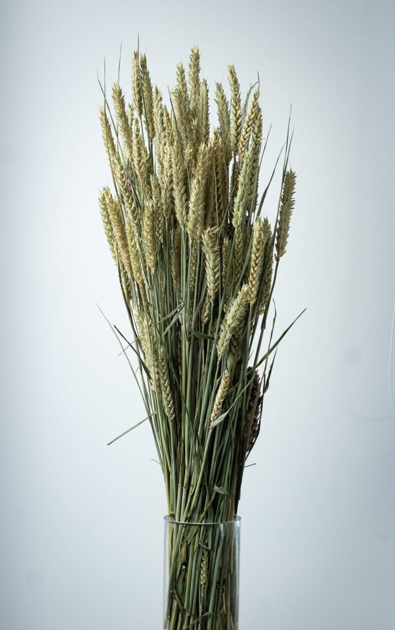 Natural wheat stems - Image 3