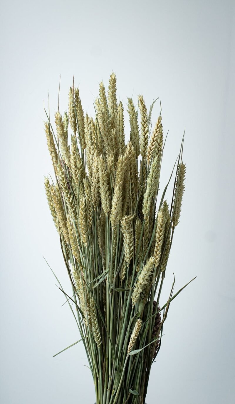 Natural wheat stems - Image 2