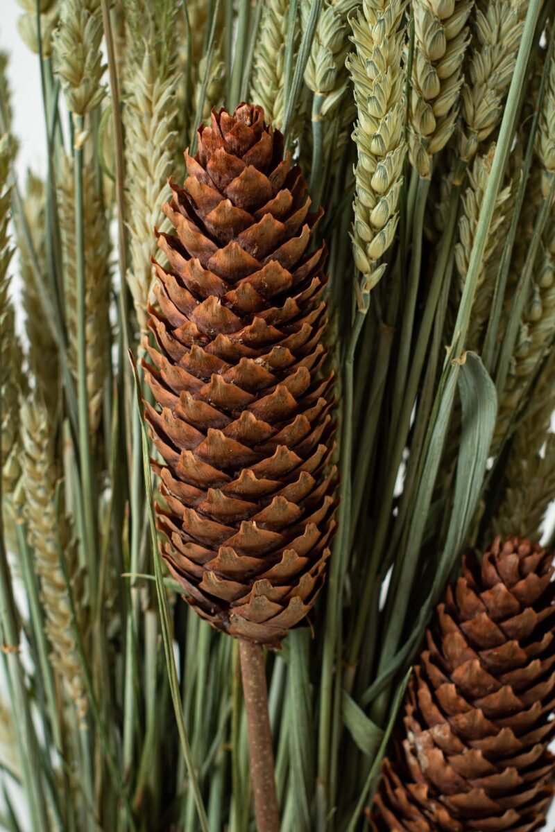 Spruce pinecone stems - Image 6