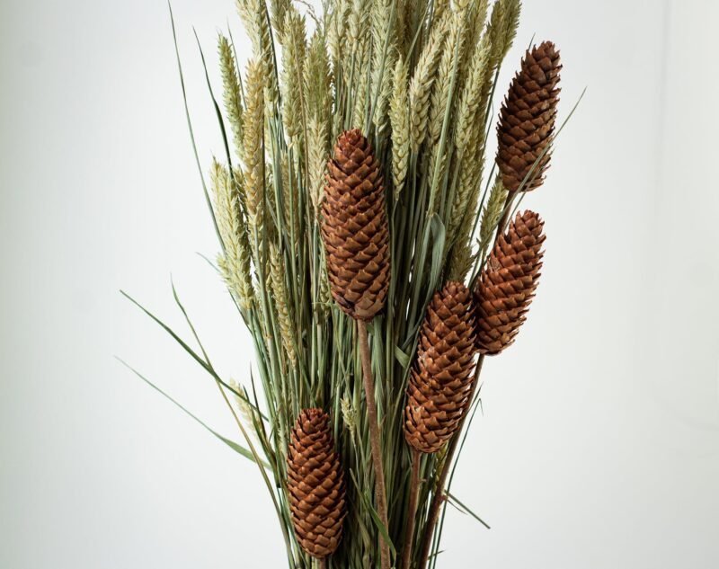 Spruce pinecone stems