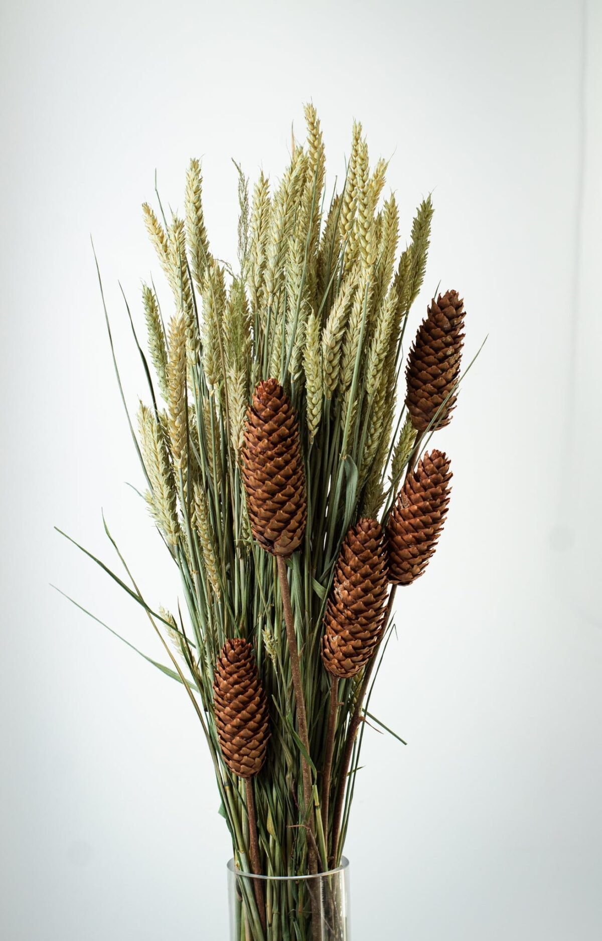 Spruce pinecone stems - Image 2