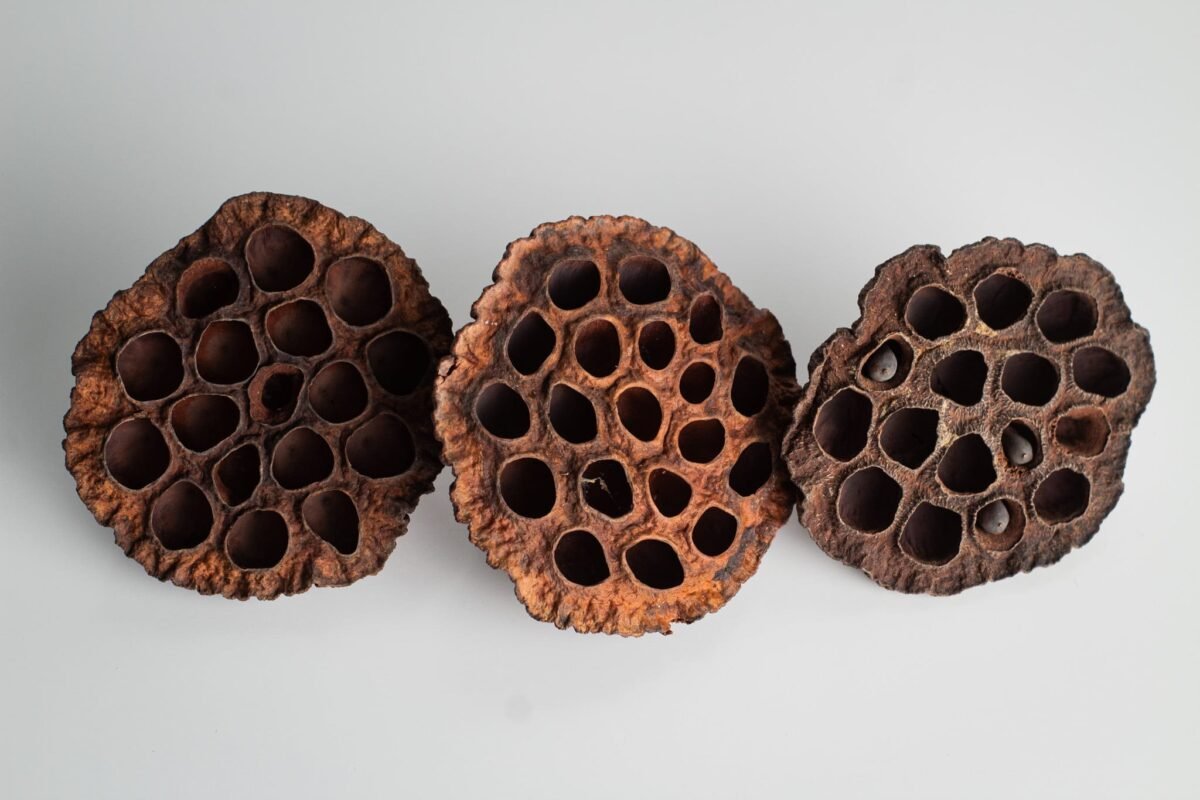 Extra large lotus pods - Image 6
