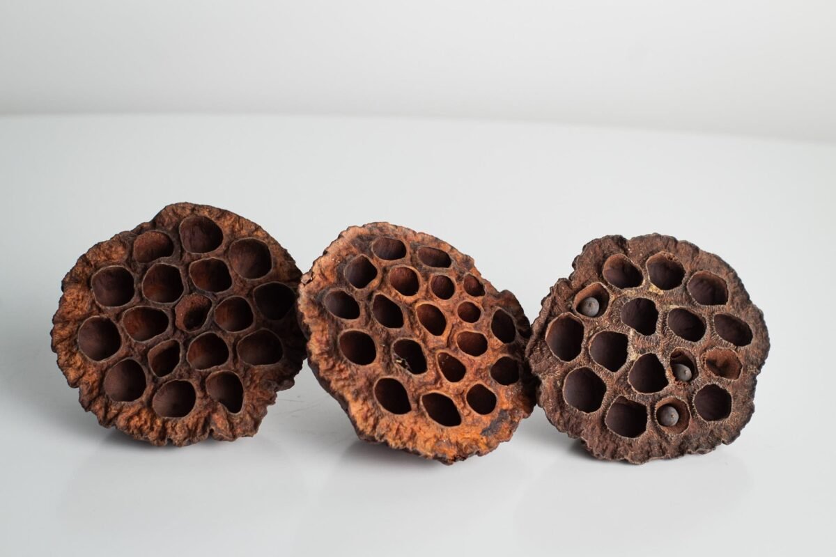 Extra large lotus pods - Image 5