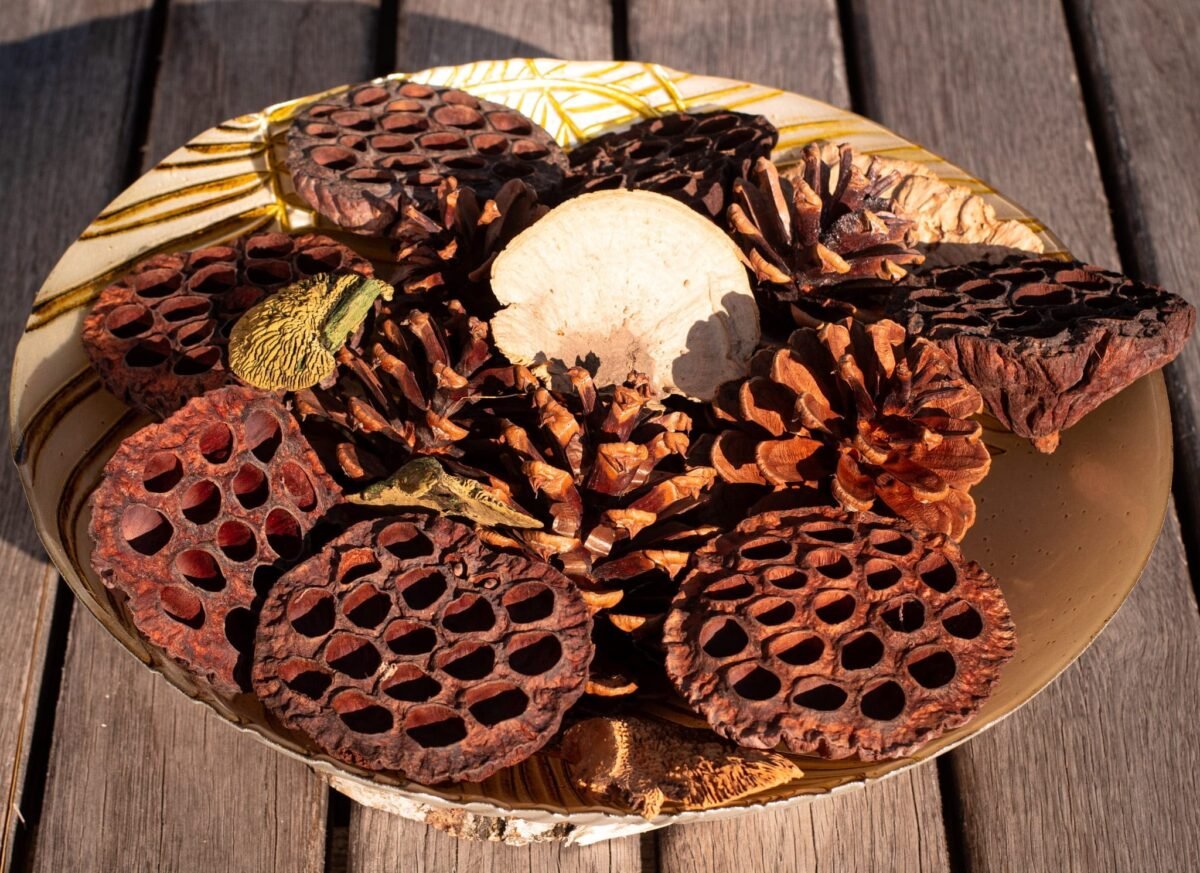 Extra large lotus pods - Image 2