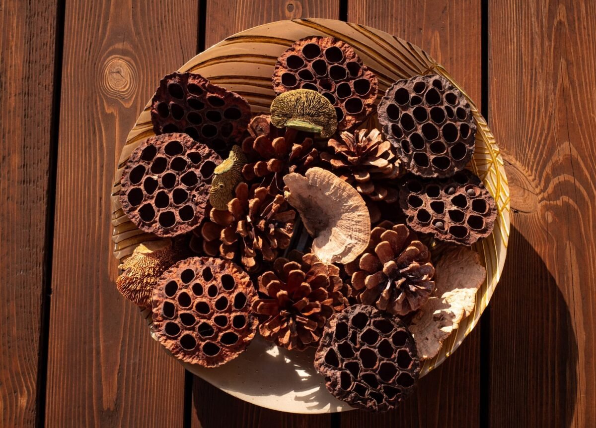 Extra large lotus pods - Image 3