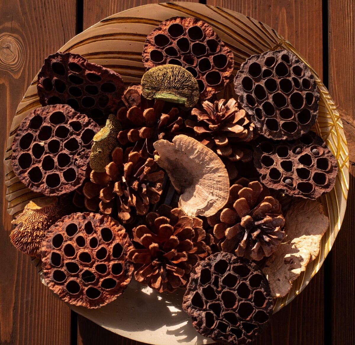 Extra large lotus pods