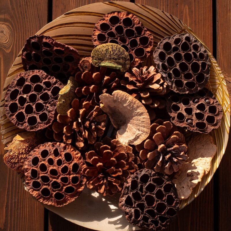 Extra large lotus pods